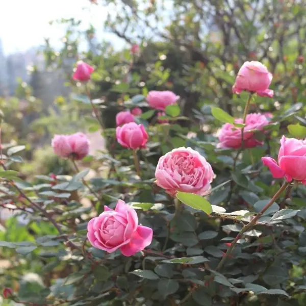 Khách Sạn Sapa Garden