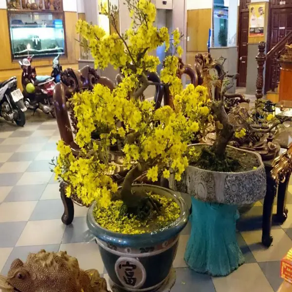 Khách sạn Cao Nguyên Gia Lai