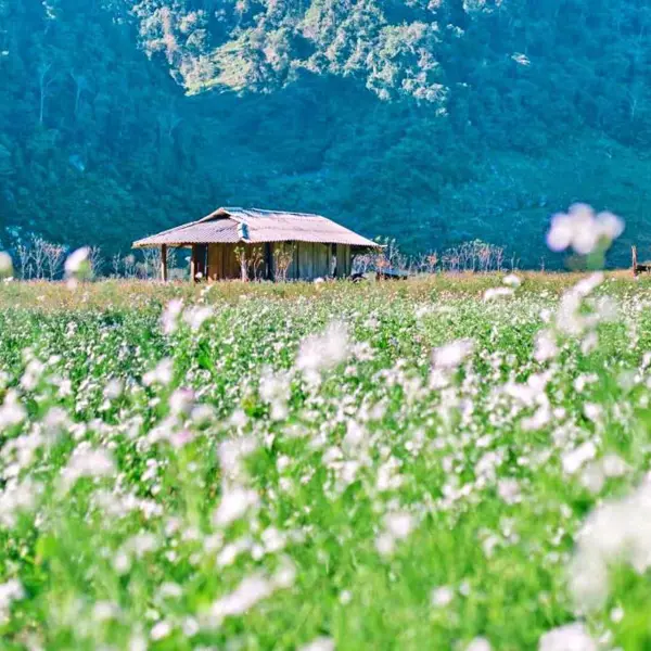 Tour Mộc Châu Mùa Hoa - Săn Mây Tà Xùa 2n1đ