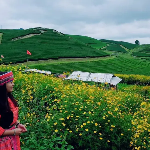 Tour Mộc Châu Mùa Hoa - Săn Mây Tà Xùa 2n1đ