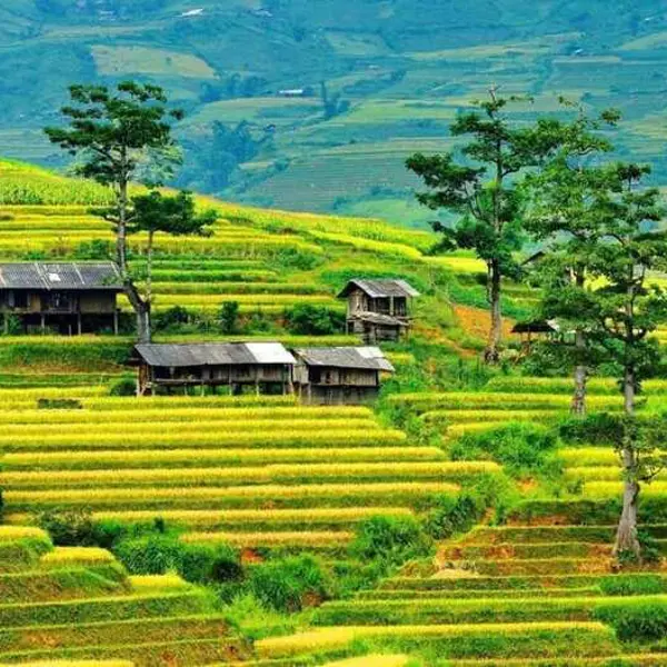 Tour Mộc Châu Mùa Hoa - Săn Mây Tà Xùa 2n1đ