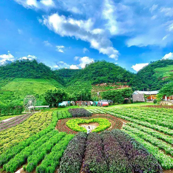 Tour Mộc Châu Mùa Hoa - Săn Mây Tà Xùa 2n1đ