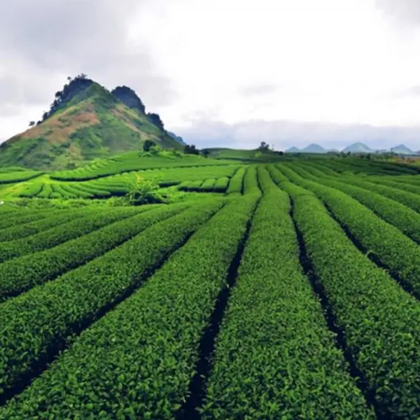 Tour Mộc Châu Mùa Hoa - Săn Mây Tà Xùa 2n1đ