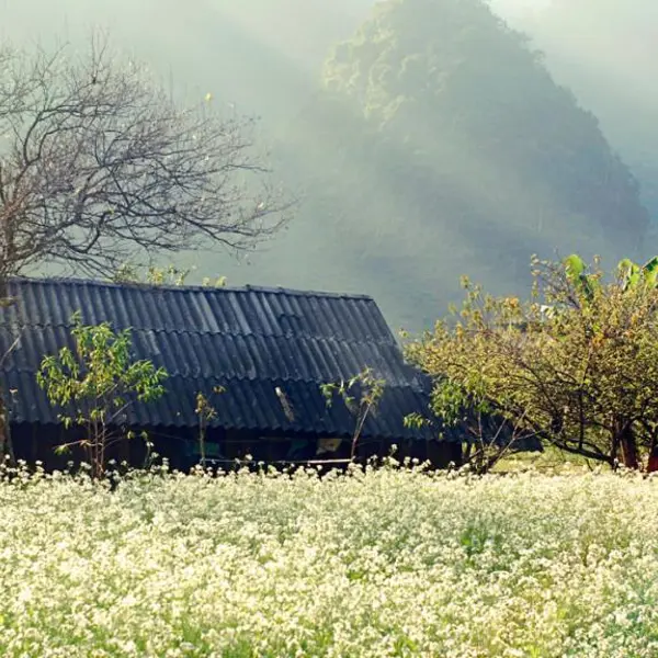 Tour Mộc Châu Mùa Hoa - Săn Mây Tà Xùa 2n1đ