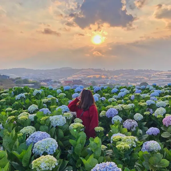 Tour Đà Lạt 1N: Đà Lạt Amazing Tour