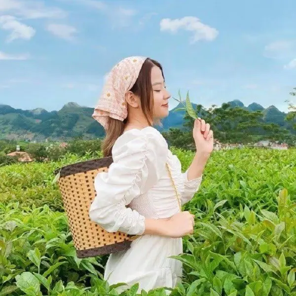 Tour Du Lịch Hà Nội - Mộc Châu
