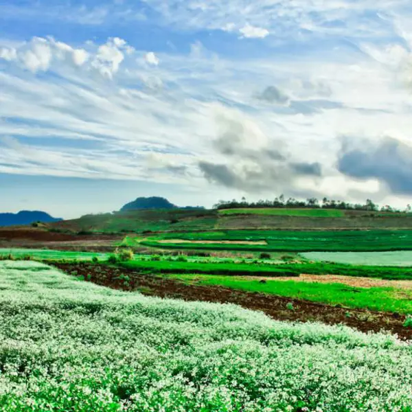 Tour Du Lịch Hà Nội - Mộc Châu