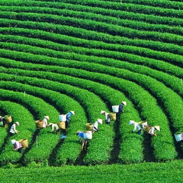 Tour Du Lịch Hà Nội - Mộc Châu
