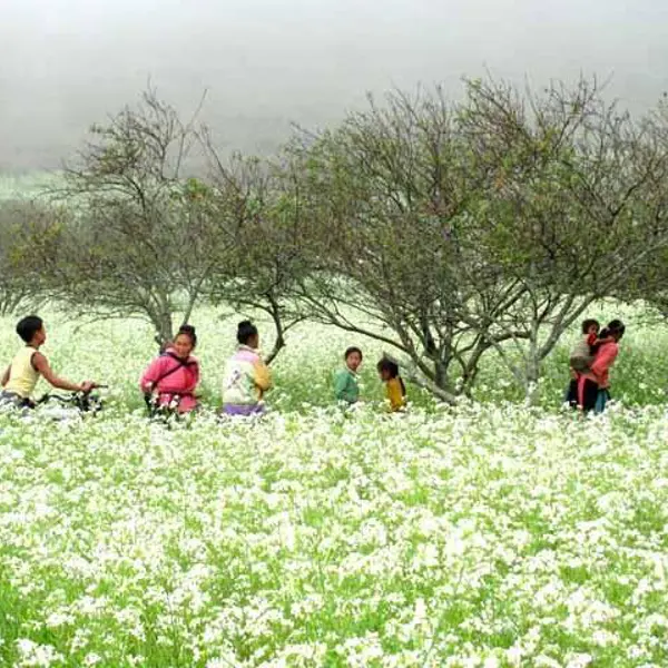 Tour Du Lịch Hà Nội - Mộc Châu