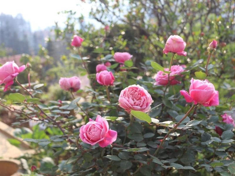 Khách Sạn Sapa Garden