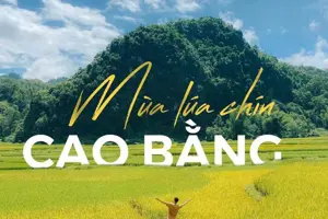 Cao Bằng mùa lúa chín