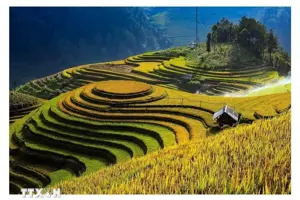 Ruộng bậc thang ở Yên Bái – Vẻ đẹp kỳ vĩ giữa núi rừng Tây Bắc