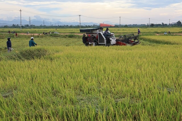 Cảnh thu hoạch lúa - một hình ảnh đặc trưng của nông thôn Việt Nam