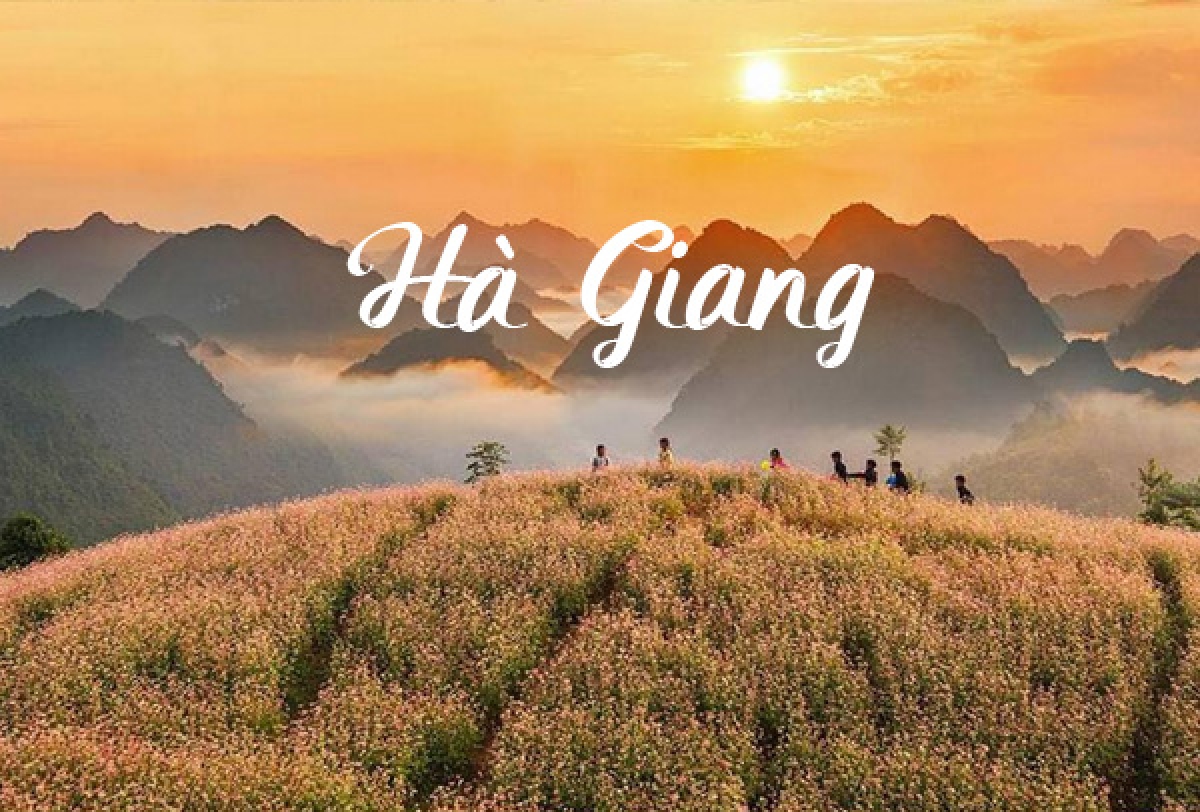 Mùa Hoa Tam Giác Mạch - Hà Giang điểm đến để khám phá và trải nghiệm 