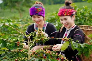 Cà phê Arabiaca Khe Sanh - Đặc sản hương vị Hướng Hóa