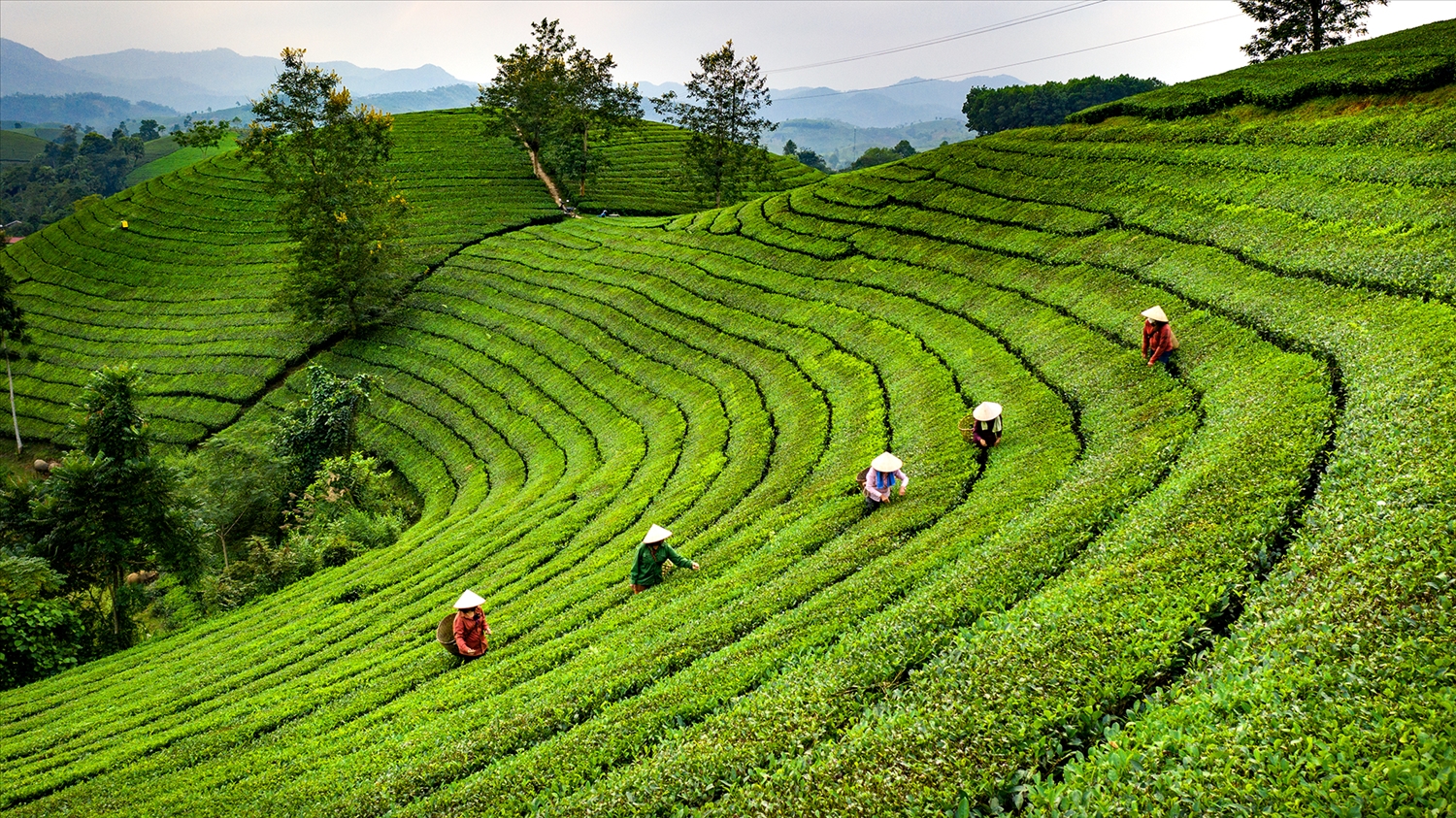Đồi chè Long Cốc - "Vịnh Hạ Long" của miền núi trung du Bắc Bộ