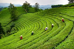 Đồi chè Long Cốc - "Vịnh Hạ Long" của miền núi trung du Bắc Bộ
