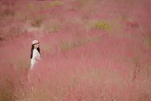 Chiêm ngưỡng đồi cỏ lau hồng có 1-0-2 tại Đà Lạt mộng mơ