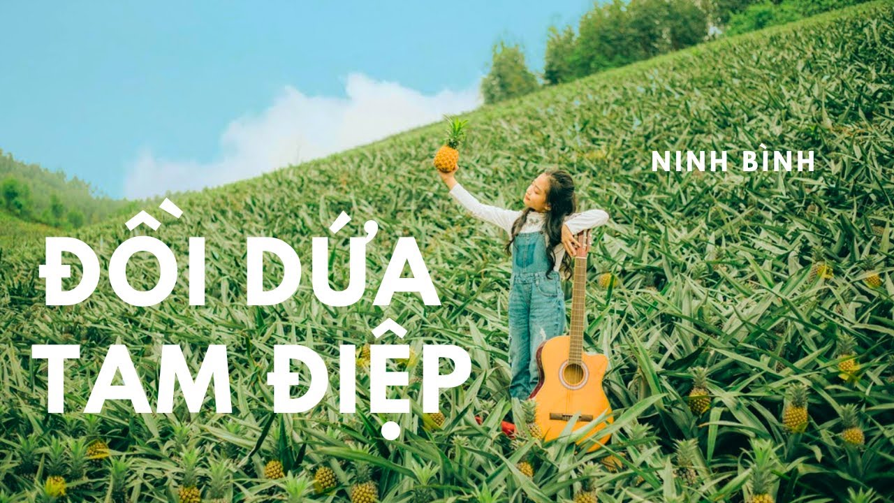 Vẻ đẹp thiên nhiên mê mẩn của Đồi Dứa - Tam Điệp, Ninh Bình
