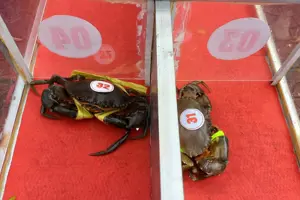 Độc đáo hoạt động "đua cua" tại Lễ hội cua Cà Mau 2025