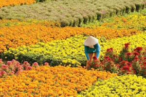 Khám phá làng hoa Cái Mơn: "Vương Quốc" hoa kiểng lớn nhất miền Tây