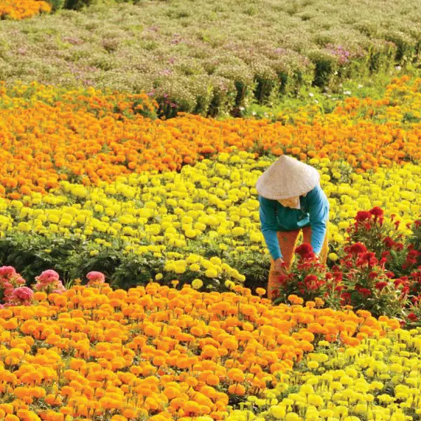 Khám phá làng hoa Cái Mơn: "Vương Quốc" hoa kiểng lớn nhất miền Tây