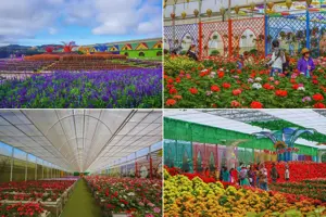 Làng hoa Vạn Thành (Đà Lạt) - Vương quốc trăm hoa đua sắc