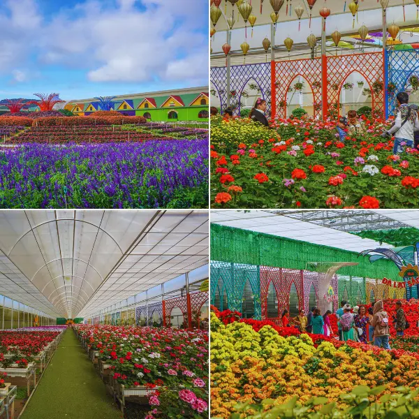 Làng hoa Vạn Thành (Đà Lạt) - Vương quốc trăm hoa đua sắc