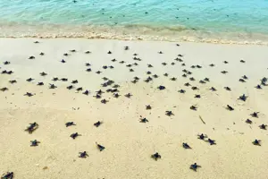 Côn Đảo: Hành Trình Kỳ Diệu Của Rùa Biển Mùa Sinh Sản