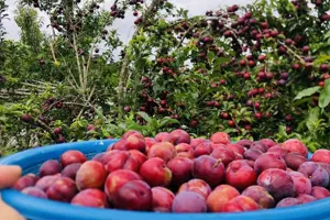 Mộc Châu mùa mận chín - Thung lũng Nà Ka ngập tràn trong sắc đỏ rực rỡ