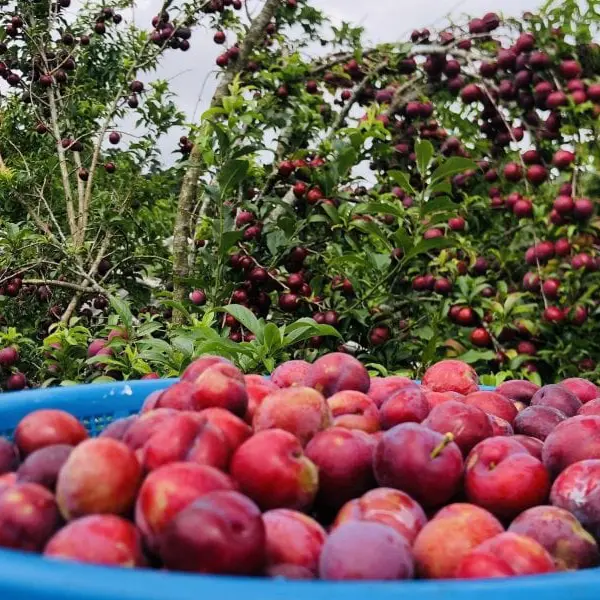 Mộc Châu mùa mận chín - Thung lũng Nà Ka ngập tràn trong sắc đỏ rực rỡ