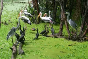 Khám phá vườn chim Bạc Liêu - Khu bảo tồn thiên nhiên với nhiều loài chim quý hiếm