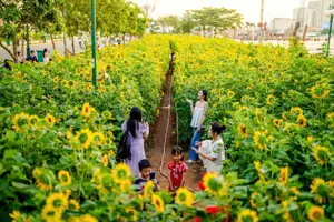 Cánh đồng hoa hướng dương tại Sài Gòn: Tọa độ sống ảo rực rỡ ven sông