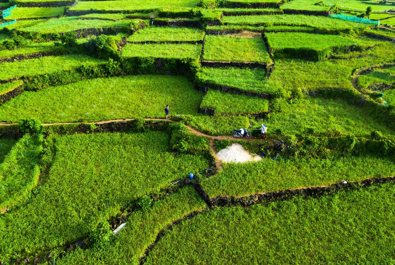 Chiêm ngưỡng những cánh đồng tỏi xanh mướt tại đảo Lý Sơn