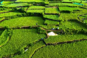 Chiêm ngưỡng những cánh đồng tỏi xanh mướt tại đảo Lý Sơn