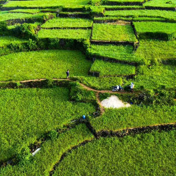 Chiêm ngưỡng những cánh đồng tỏi xanh mướt tại đảo Lý Sơn