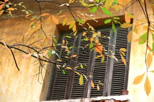 Hà Nội mùa cây thay lá - Khoảnh khắc lãng mạn như những thước phim điện ảnh