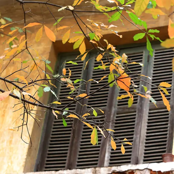 Hà Nội mùa cây thay lá - Khoảnh khắc lãng mạn như những thước phim điện ảnh