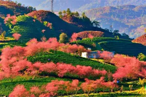 Đồi chè Ô Long Sapa: Lạc bước giữa "Thiên đường hồng" mùa mai anh đào nở