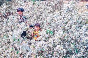 Hoa sơn tra tại Nậm Nghiệp, Sơn La - "Bản tình ca" trắng muốt tại Tây Bắc