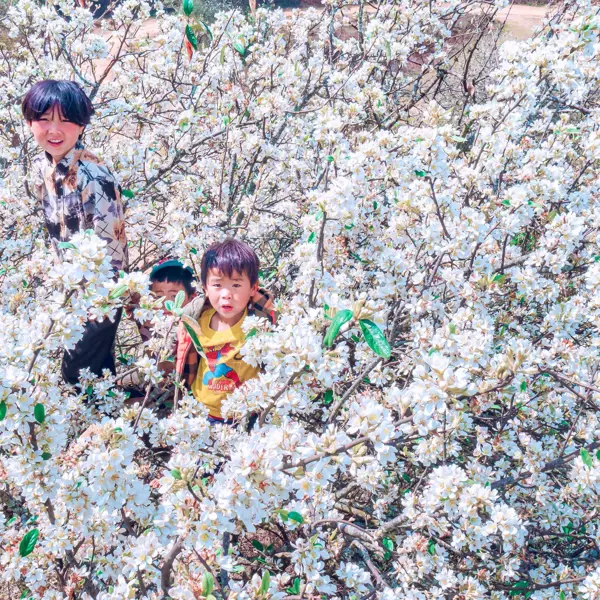 Hoa sơn tra tại Nậm Nghiệp, Sơn La - "Bản tình ca" trắng muốt tại Tây Bắc
