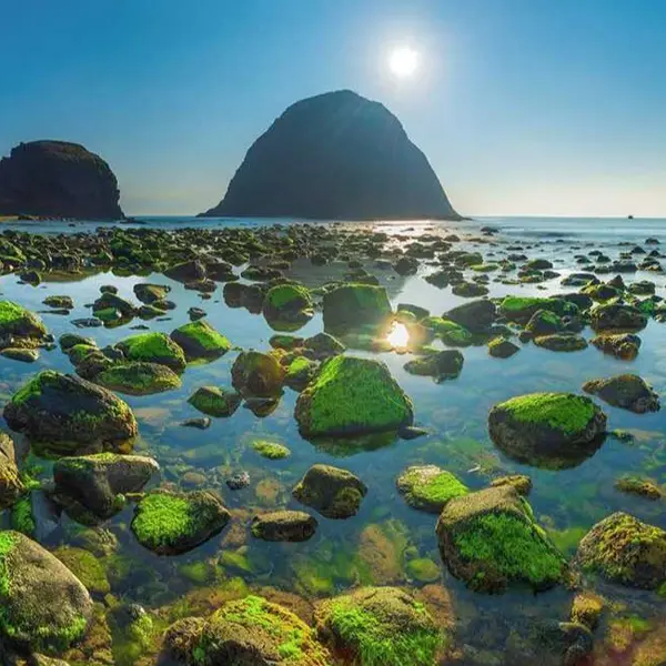 Hòn Yến Phú Yên: Chiêm ngưỡng rặng san hô lộ thiên độc nhất vô nhị