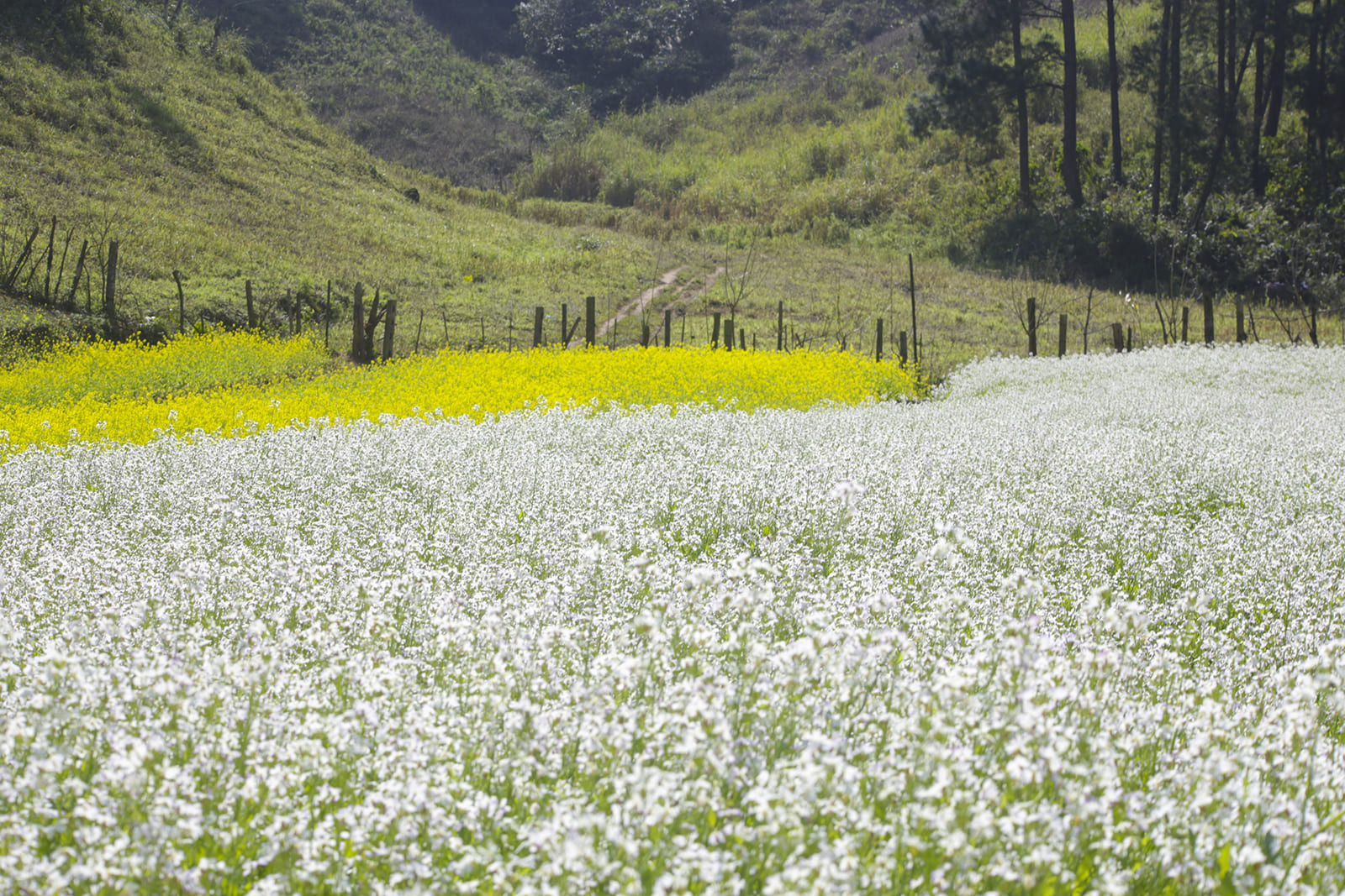 Mộc Châu mùa hoa cải trắng: Bản tình ca tinh khôi giữa đất trời Tây Bắc