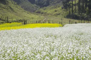 Mộc Châu mùa hoa cải trắng: Bản tình ca tinh khôi giữa đất trời Tây Bắc