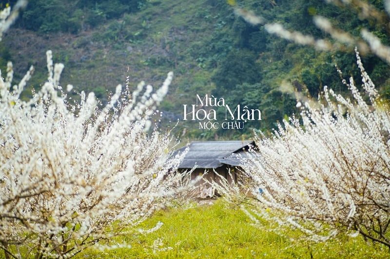 Mộc Châu mùa hoa mận: Thiên đường tuyết trắng giữa núi rừng Tây Bắc