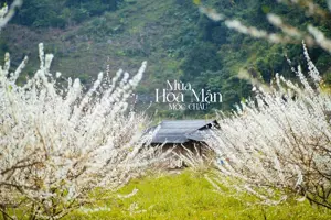 Mộc Châu mùa hoa mận: Thiên đường tuyết trắng giữa núi rừng Tây Bắc