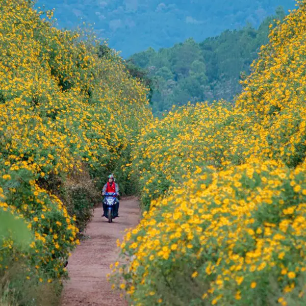 Mùa hoa dã quỳ Đà Lạt: Hoa vàng nở rộ trên những cung đường cao nguyên