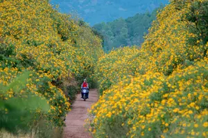 Mùa hoa dã quỳ Đà Lạt: Hoa vàng nở rộ trên những cung đường cao nguyên
