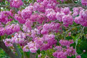 Mùa hoa kèn hồng tại Cần Thơ: Sắc hồng mơ mộng giữa lòng Tây Đô