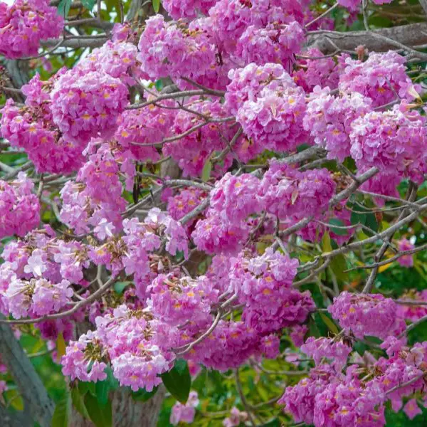 Mùa hoa kèn hồng tại Cần Thơ: Sắc hồng mơ mộng giữa lòng Tây Đô